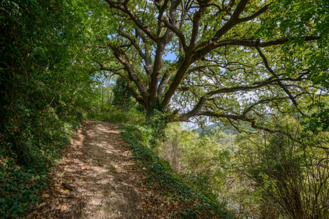 Farnia_Rocca San Casciano_SCA4467